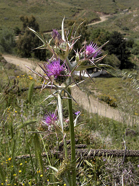 Notobasis syriaca (L.) Cass.
