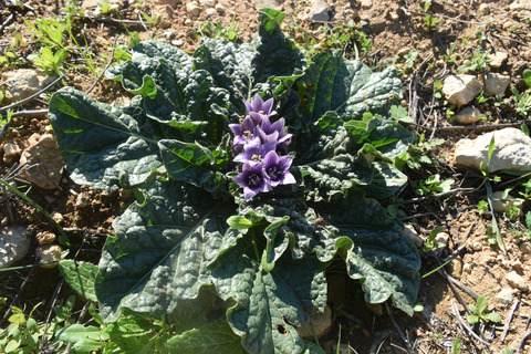 Mandragora officinarum L.