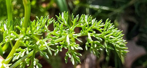 Via inaturalist. Licensed under Attribution-NonCommercial 4.0.International.