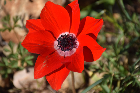 Anemone coronaria L.