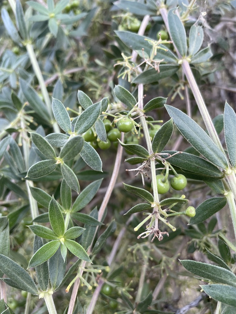 Via inaturalist. Licensed under Attribution-NonCommercial 4.0.International.