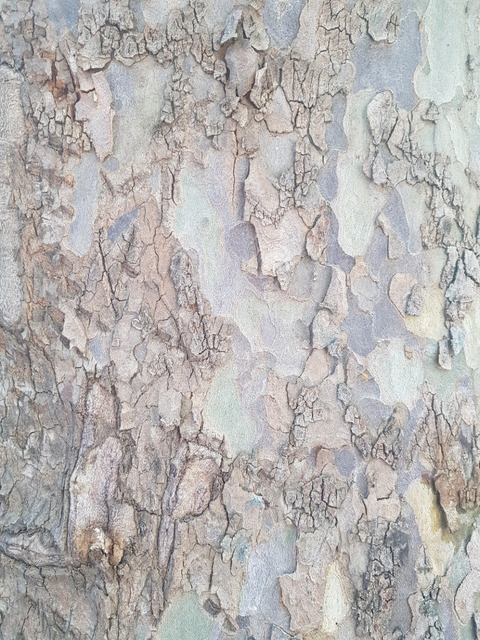 Bark, June. This photo is available under the Creative Commons CC-BY-NC 4.0.