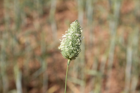 Phalaris brachystachys Link