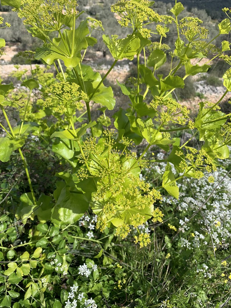 Connate Leaf