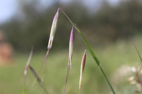 Avena barbata Pott ex Link