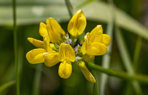 Via inaturalist. Licensed under Attribution-NonCommercial 4.0.International.