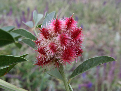 Glycyrrhiza echinata L.
