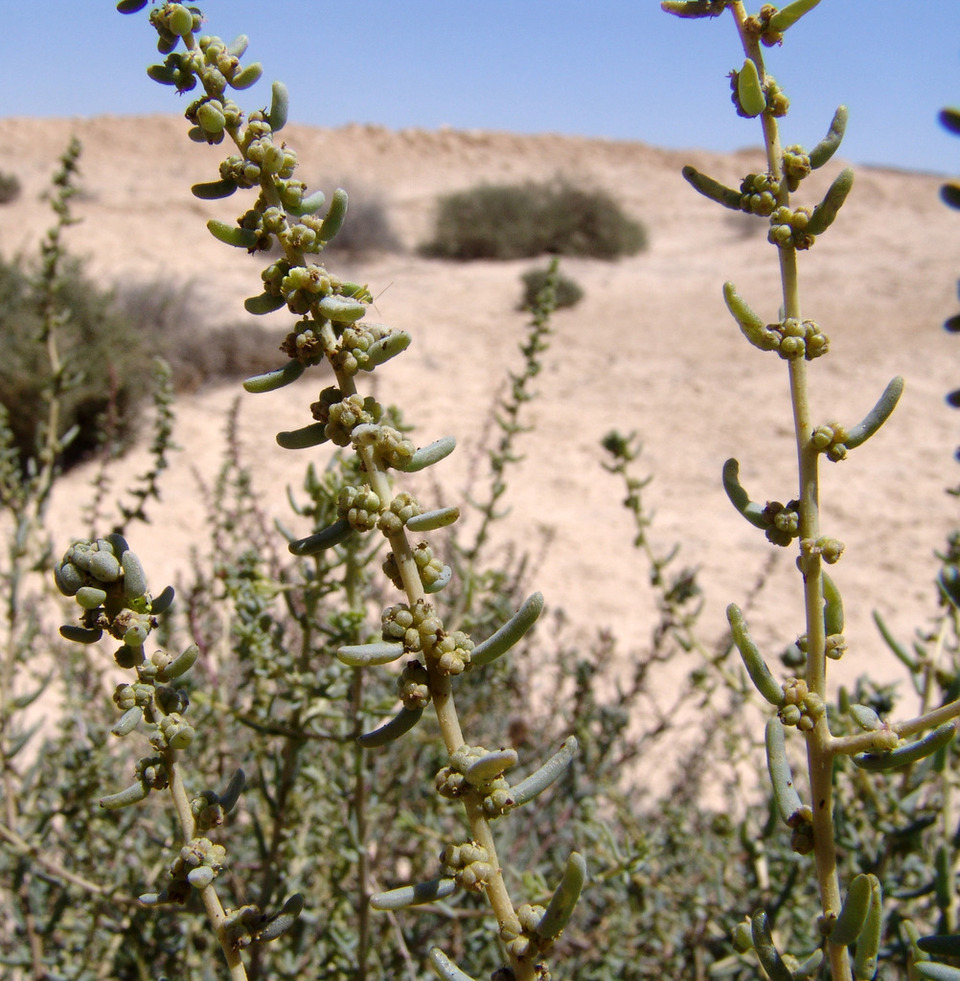 Via inaturalist. Licensed under Attribution-NonCommercial 4.0.International.