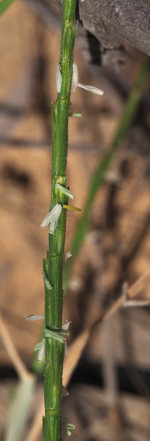 Via inaturalist. Licensed under Attribution-NonCommercial 4.0.International.