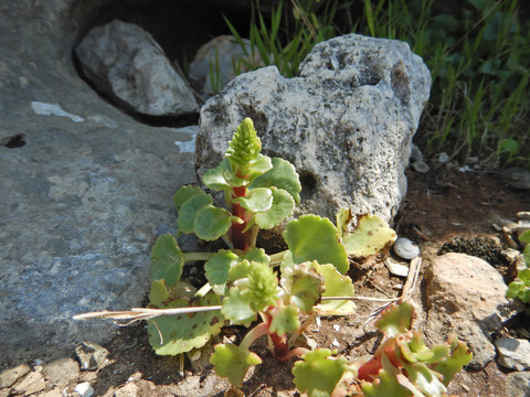 Umbilicus horizontalis var. intermedius (Boiss.) Chamb.