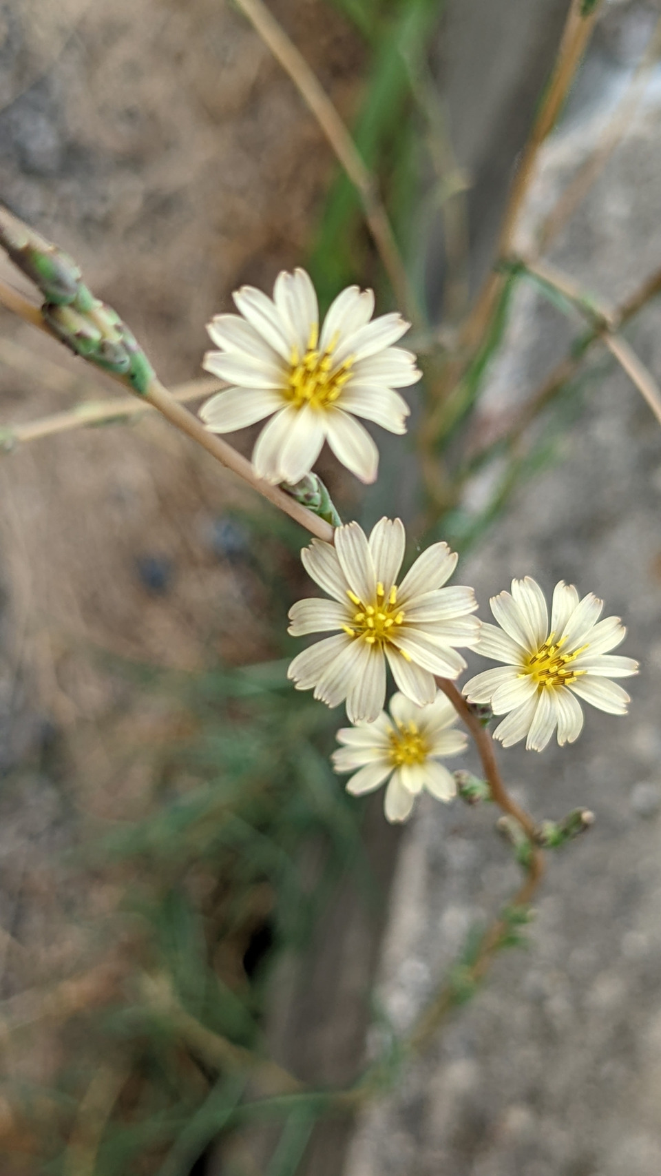 Via inaturalist. Licensed under Attribution-NonCommercial 4.0.International.