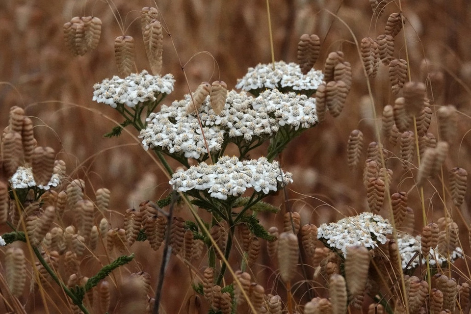 Via inaturalist. Licensed under Attribution-NonCommercial 4.0.International.