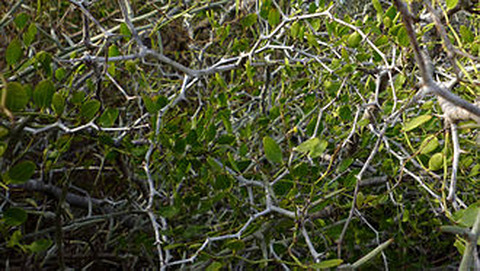 Ziziphus lotus (L.) Lam.