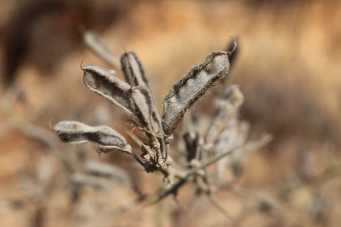 Seed Pods, July. This photo is available under the Creative Commons CC-BY-NC 4.0.