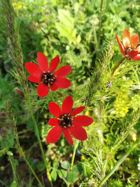 Adonis aestivalis L.