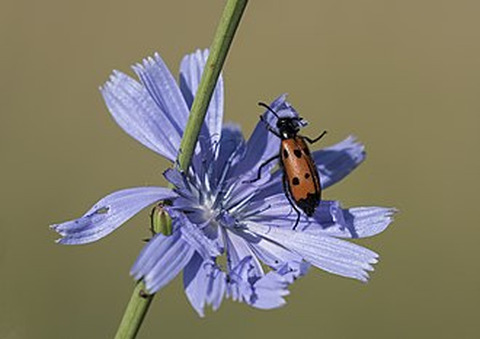 Wikidata