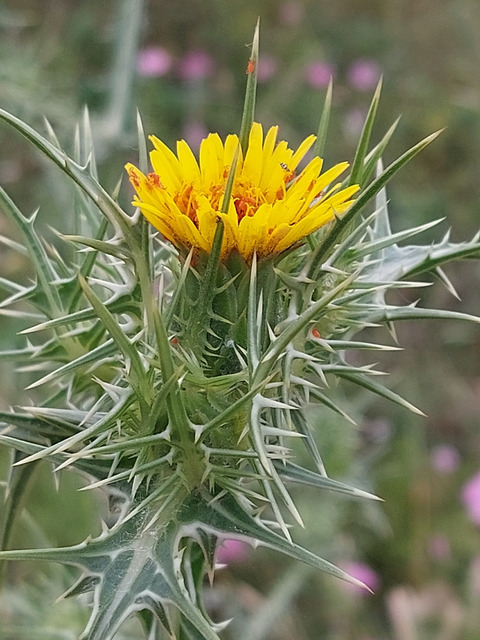 Via inaturalist. Licensed under Attribution-NonCommercial 4.0.International.