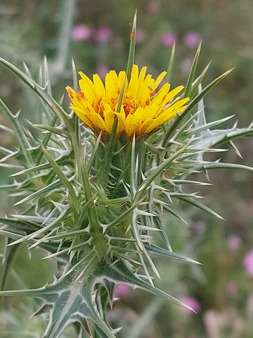 Via inaturalist. Licensed under Attribution-NonCommercial 4.0.International.