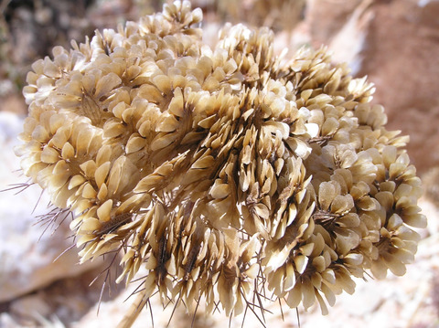 Via inaturalist. Licensed under Attribution-NonCommercial 4.0.International.