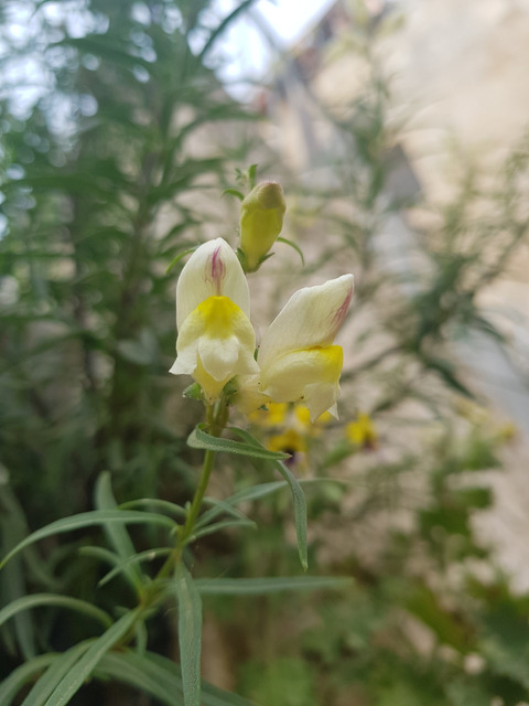 Antirrhinum siculum Mill.