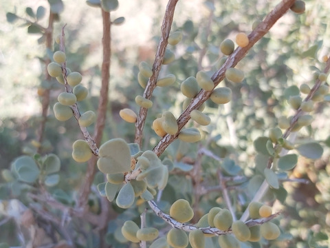 Via inaturalist. Licensed under Attribution-NonCommercial 4.0.International.