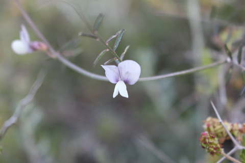 Vicia peregrina L.