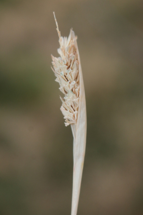 Via inaturalist. Licensed under Attribution-NonCommercial 4.0.International.
