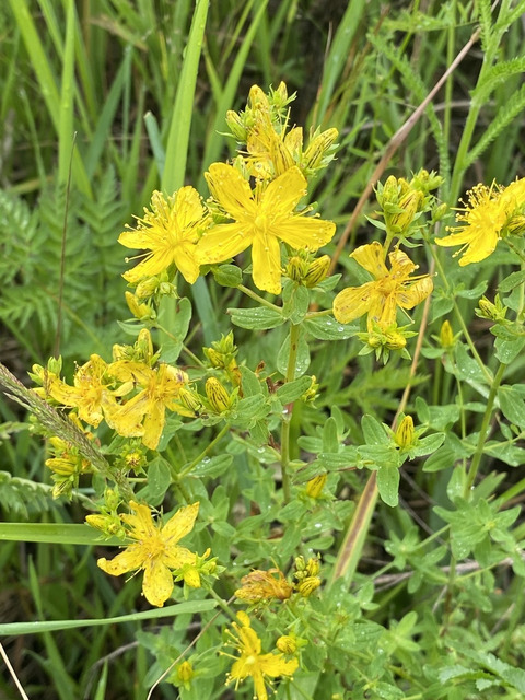 Via inaturalist. Licensed under Attribution-NonCommercial 4.0.International.