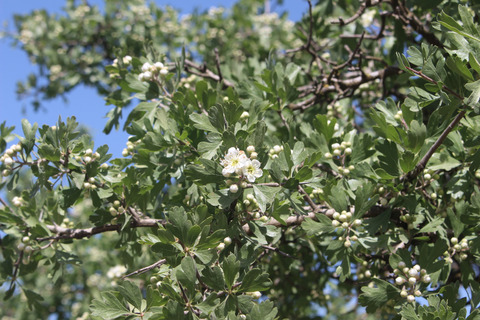 Flowers & Leaves, April. This photo is available under the Creative Commons CC-BY-NC 4.0 License.