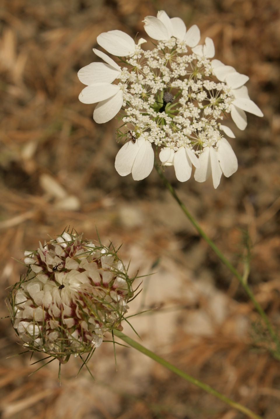 Via inaturalist. Licensed under Attribution-NonCommercial 4.0.International.