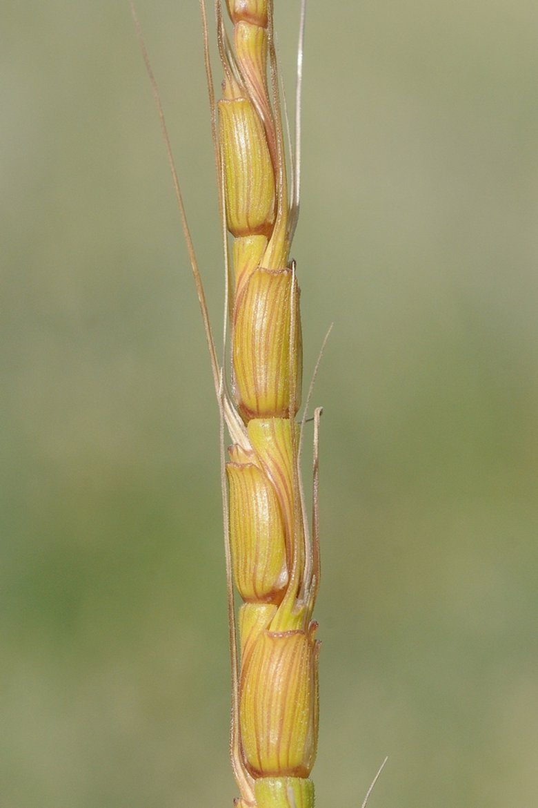 Aegilops cylindrica Host | Barari //