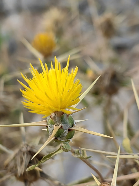 Centaurea hyalolepis Boiss.