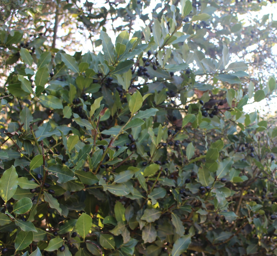 Fruits & Leaves, December. This photo is available under the Creative Commons CC-BY-NC 4.0 License.