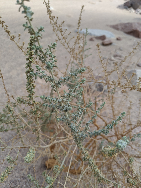 Via inaturalist. Licensed under Attribution-NonCommercial 4.0.International.