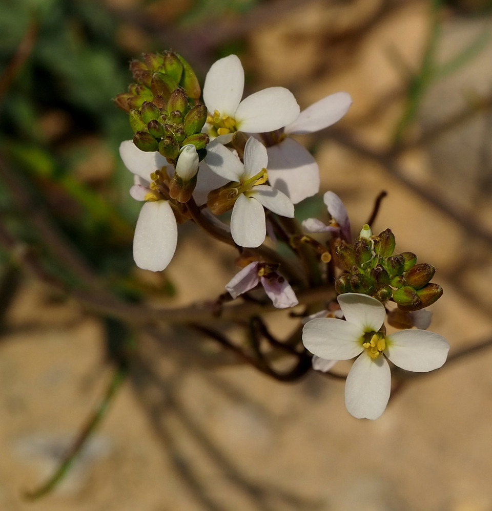 Via inaturalist. Licensed under Attribution-NonCommercial 4.0.International.