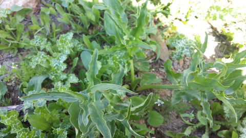 Via inaturalist. Licensed under Attribution-NonCommercial 4.0.International.