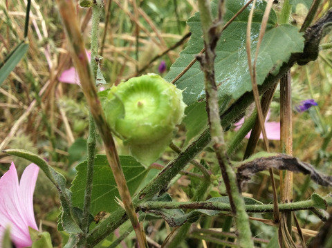 Via inaturalist. Licensed under Attribution-NonCommercial 4.0.International.