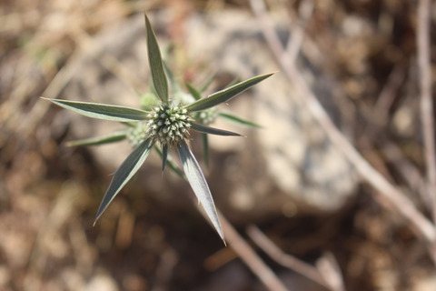 Eryngium falcatum F.Delaroche