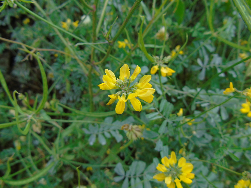 Via inaturalist. Licensed under Attribution-NonCommercial 4.0.International.