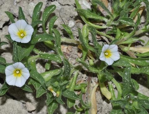 Via inaturalist. Licensed under Attribution-NonCommercial 4.0.International.