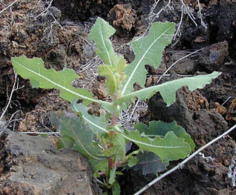 Lactuca serriola L.