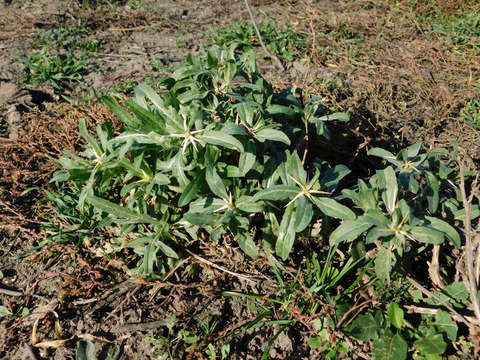 Via inaturalist. Licensed under Attribution-NonCommercial 4.0.International.