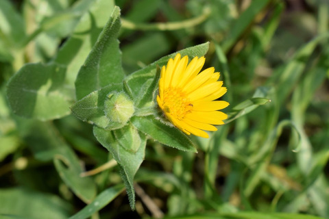Via inaturalist. Licensed under Attribution-NonCommercial 4.0.International.