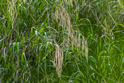 Via inaturalist. Licensed under Attribution-NonCommercial 4.0.International.
