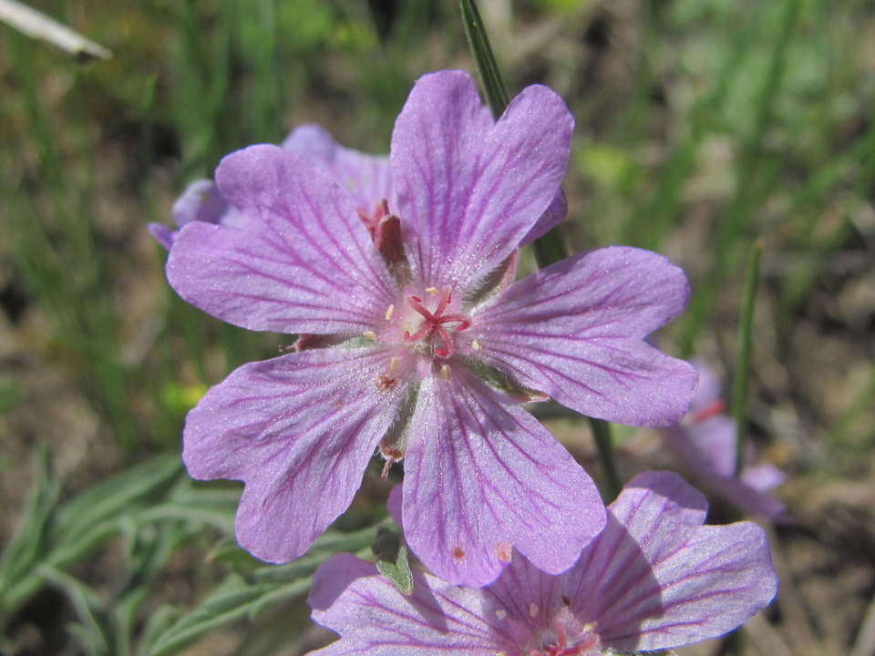 Via inaturalist. Licensed under Attribution-NonCommercial 4.0.International.