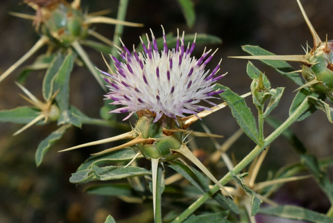Centaurea iberica Spreng.
