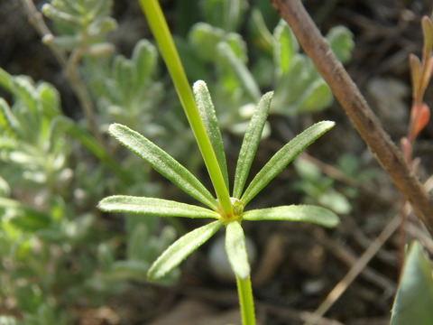 Via inaturalist. Licensed under Attribution-NonCommercial 4.0.International.