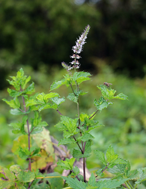 Via inaturalist. Licensed under Attribution-NonCommercial 4.0.International.