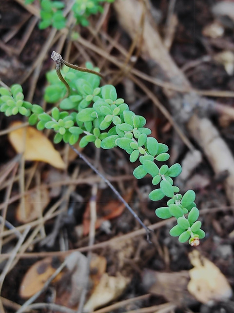 Via inaturalist. Licensed under Attribution-NonCommercial 4.0.International.