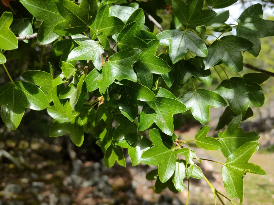 Via inaturalist. Licensed under Attribution-NonCommercial 4.0.International.